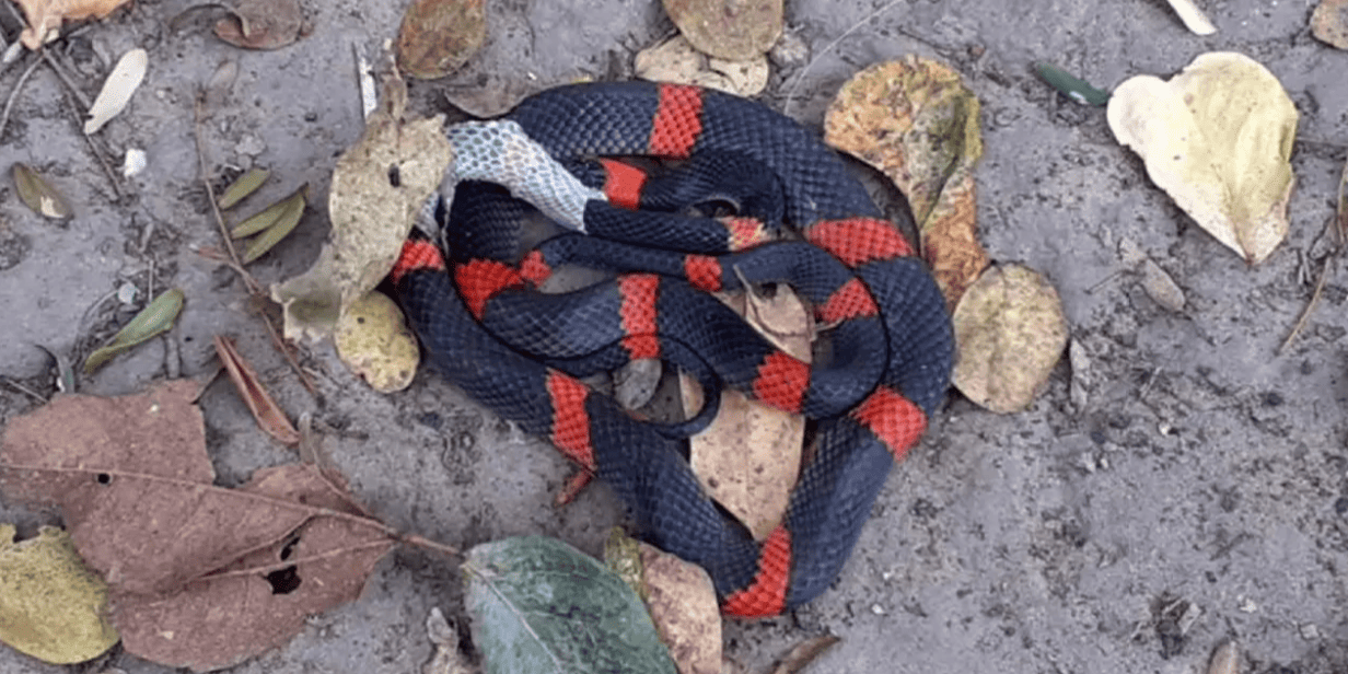 Registramos una especie de falsa coral en Estación Los Tres Gigantes, ¡y es la primera referencia para el Pantanal Paraguayo!