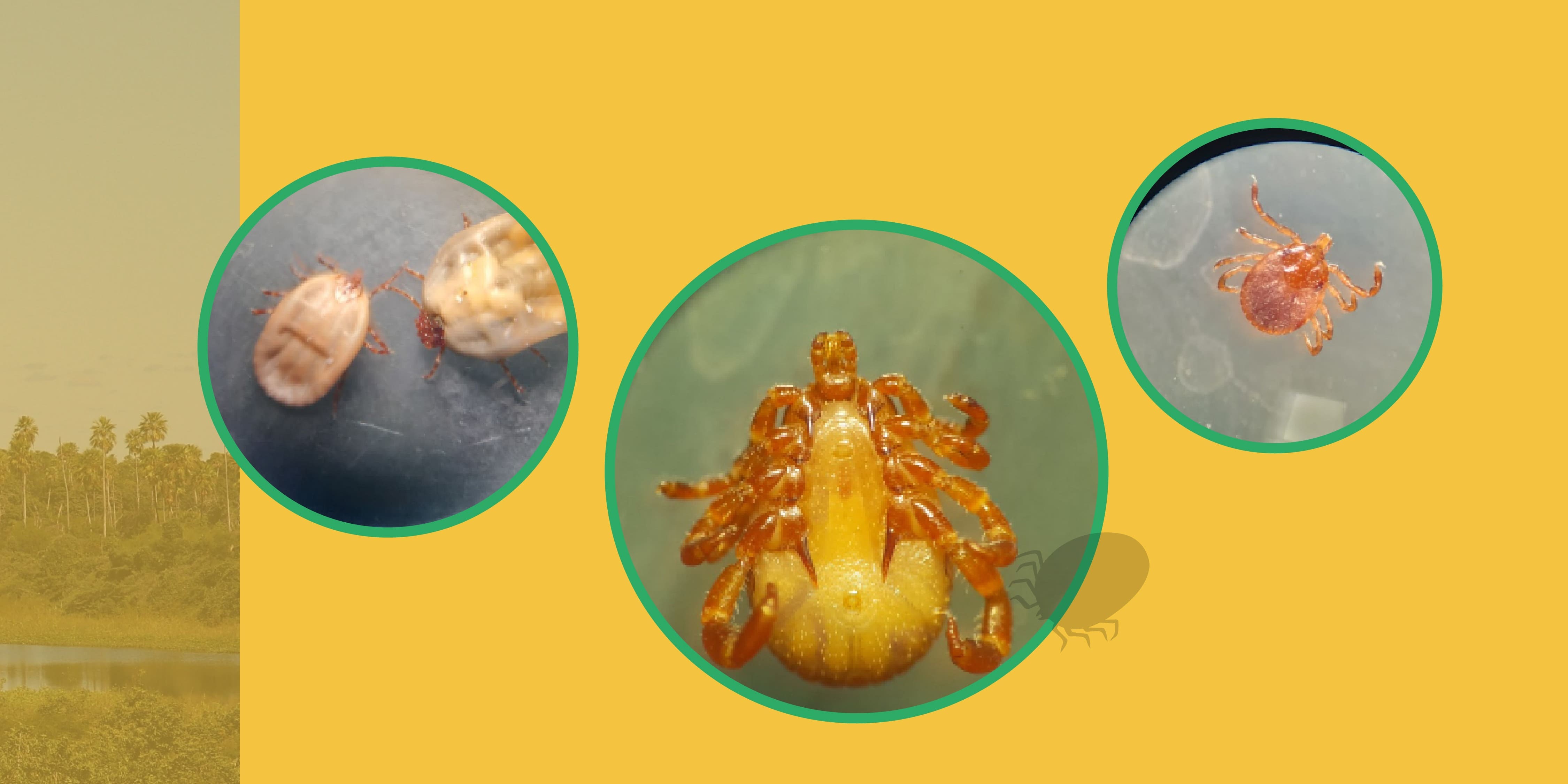 Investigando las garrapatas en Paraguay