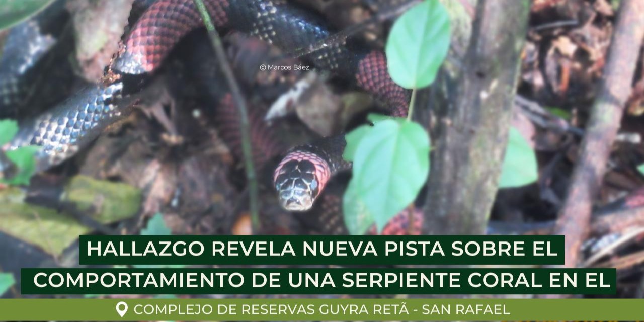 Hallazgo en bosques conservados mediante el Proyecto de Conservación de Bosques del Paraguay (ID Verra 1403) revela nueva pista sobre el comportamiento de una serpiente coral